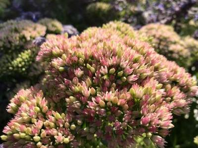 Bild garten.ch Herbstblüher, Fetthenne