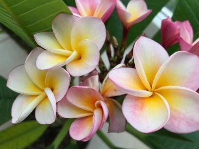 Bild Garten.ch: Plumeria