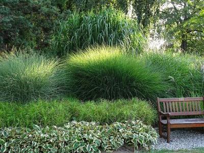 Bild GMH/Bettina Banse: Riesen-Chinaschilf (Miscanthus x giganteus), Palmwedel-Segge (Carex muskingumensis) und Funkien (Hosta).