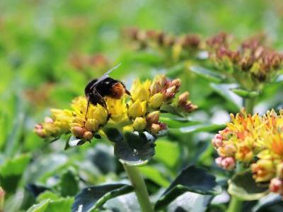 Bild GMH/Gärtnerei Viehweg: Auch bei Insekten beliebt: Fetthennen (Sedum) brauchen we-nig Wasser, sind ausgesprochen pflegeleicht und bilden attraktive Blüten. 