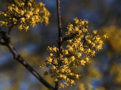 Die Kornelkirsche (Cornus mas) eignet sich dank ihrer gelben Blüten im Frühjahr nach dem Laubaustrieb nicht nur als wertvolles Wildgehölz, sondern ist auch eine Zierde im Garten. (Bildnachweis: GMH/GBV)