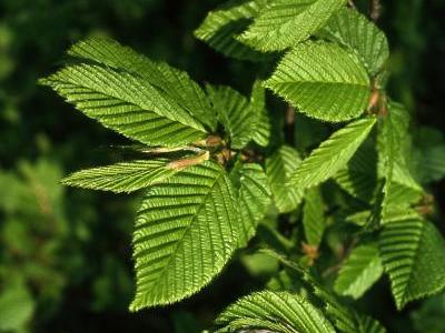 Klimatolerante Baumart: Hainbuchen (Carpinus) überstehen längere Trockenphasen sowie Hitze unbeschadet und lassen sich in fast jede Form schneiden. (Bildnachweis: GMH/GBV)