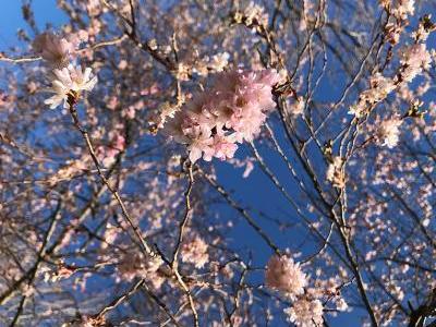 Bild garten.ch: Kirschblüte