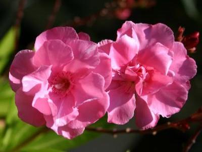 Oleander