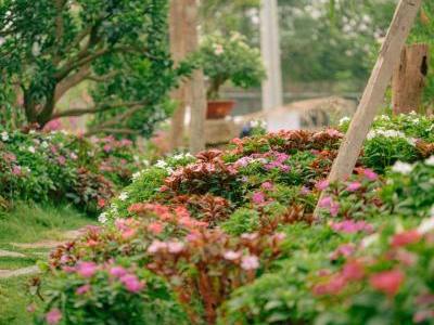 Foto Pexels Bảo Minh: Garten