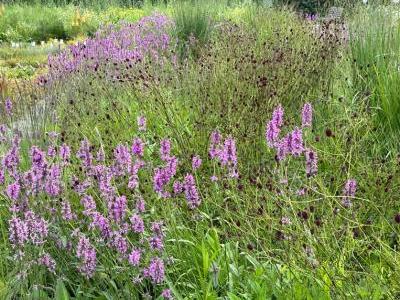 Bild garten.ch: Staudenbeet