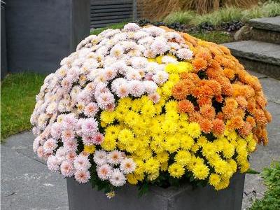 Bild Picturegarden Rohner: Die klassischen Garden-Mums eignen sich besonders gut als Türwächter, da sie eine enorme Fernwirkung garantieren.