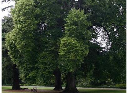 Baumbestand botanischer Garten Christchurch NZ