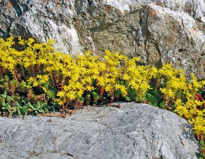 Bild JardinSuisse: Die sternchenförmigen, goldgelben Blüten des einheimischen Scharfen Mauerpfeffers (Sedum acre) dienen verschiedenen Wildbienenarten als Nahrungsquelle. Am schönsten wirkt er zwischen Mauersteinen oder als Grasersatz auf sandigen, nährstoffarmen Böden.