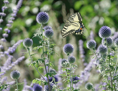 Bild: Picturegarden Rohner - Kugeldisteln (Echinops) sind sowohl bei Bienen als auch Schmetterlingen beliebt.