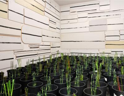 Blumen für die Kunst 3.3.–8.3.2026, Aargauer Kunsthaus Florale Interpretation: Marie Bongard, Männedorf Werk: Silvia Bächli + Eric Hattan, Quer, 2017 Aargauer Kunsthaus / Ankauf, 2017 Foto: David Aebi, Burgdorf