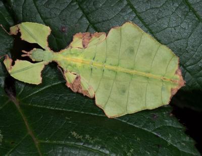 Wandelndes Blatt tarnt sich. Copyright: Zoo Zürich, Edi Day