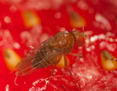 Kirschessigfliege_Erdbeere (Foto: Arnaud Conne, Agroscope)