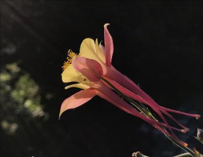 Bild garten.ch: Mehr Natur im Garten