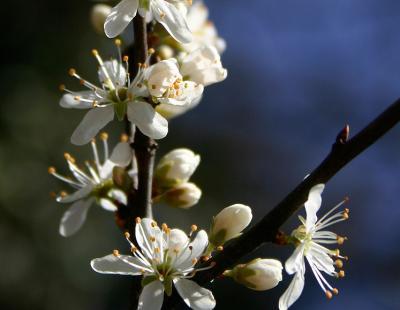 Bild garten.ch: Aprikosenblüte
