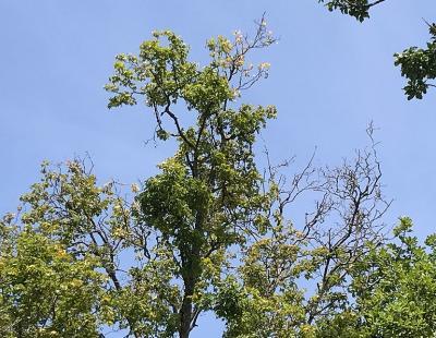 Bild garten.ch: Astabwurf bei Bäumen unter Trockenstress