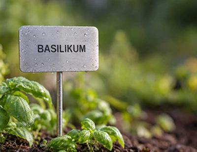 Bild Basilikum mit Gartenschild