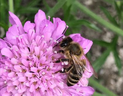 Bild garten.ch: Biene auf Skabiose