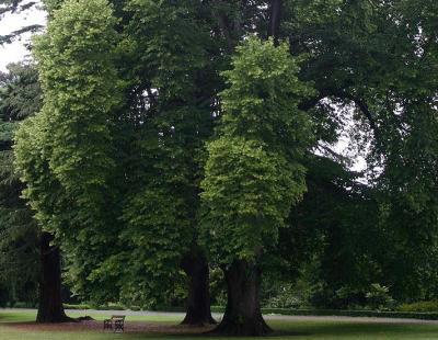 Baumbestand botanischer Garten Christchurch NZ