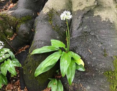 Bild garten.ch: Wasserhaushalt von Bäumen und Sträuchern