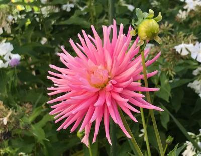 Bild garten.ch: Dahlie im Spätsommer