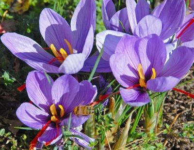 Bild fluwel.de: Der Crocus sativus blüht von Mitte Oktober bis Ende November in einem zarten Violett. Seine roten Narben sind das wertvolle, würzige Safran.