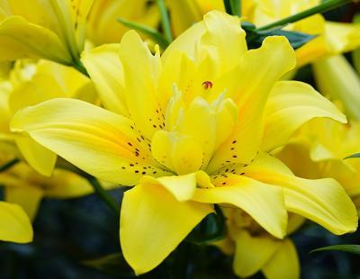 Foto: fluwel.de. - Die leuchtend gelbe 'Fata Morgana' bringt mit ihrer gefüllten, offenen und lockeren Blüte Romantik in den Garten.