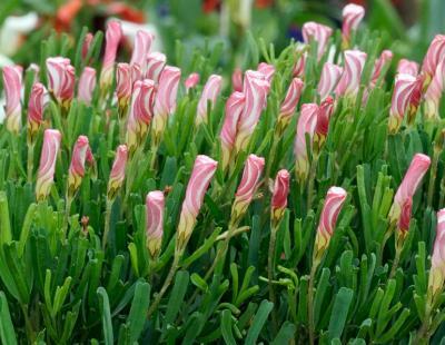 Foto fluwel.de: Wie die beliebten Zuckerstangen aus Amerika zeigt sich die Oxalis versicolor in weiss mit roten Streifen und verbreitet während der Adventszeit festliche Stimmung