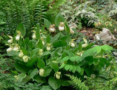 Bild GPP/ladyslipper.de