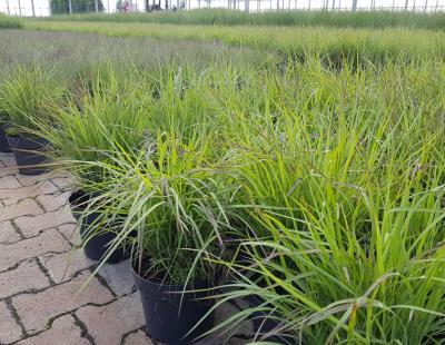 Bild elgrass