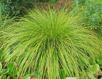 Bild elegrass.