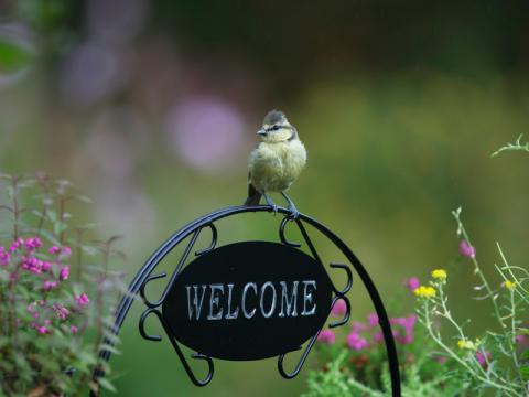 Blaumeise sitzt auf einem "Welcome" Schild im Naturgarten