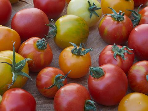 Bild: ProSpecieRara Tomatenvielfalt