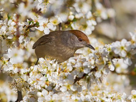 Mönchsgrasmücke (c) Mathias Schäf