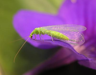 Florfliegen sind im Frühjahr auf Pollen von Bäumen angewiesen, die als erste blühen (Mario Waldburger, Agroscope)