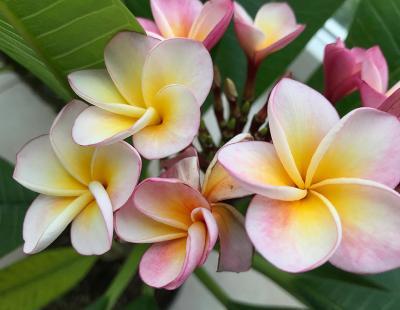 Bild Garten.ch: Plumeria