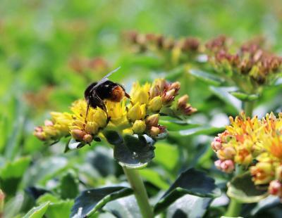 Bild GMH/Gärtnerei Viehweg: Auch bei Insekten beliebt: Fetthennen (Sedum) brauchen we-nig Wasser, sind ausgesprochen pflegeleicht und bilden attraktive Blüten. 