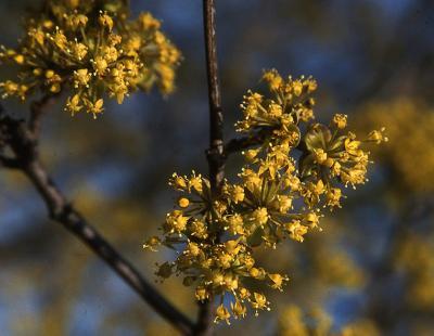 Die Kornelkirsche (Cornus mas) eignet sich dank ihrer gelben Blüten im Frühjahr nach dem Laubaustrieb nicht nur als wertvolles Wildgehölz, sondern ist auch eine Zierde im Garten. (Bildnachweis: GMH/GBV)