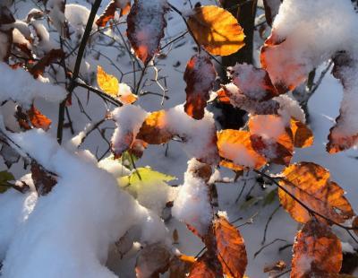 Bild garten.ch: Kalte Jahreszeit im Garten