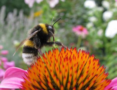 Bild garten.ch: Hummel auf Rudbecke