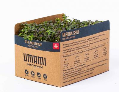 Bild UMAMI AG S. Bain: Microgreen Mizuna Senf auf Hanfmatte