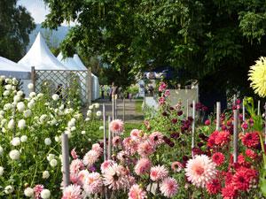 Gartencenter wyss Gartencenter wyss