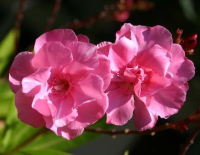 Oleander