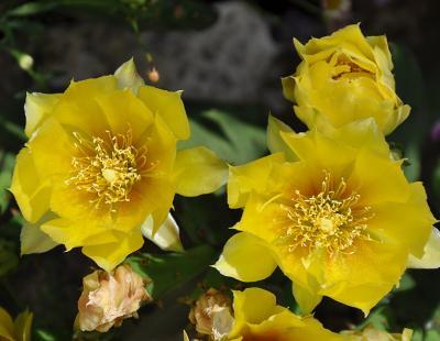 Bild garten.ch: Opuntia humifusa steht auf der Watchlist