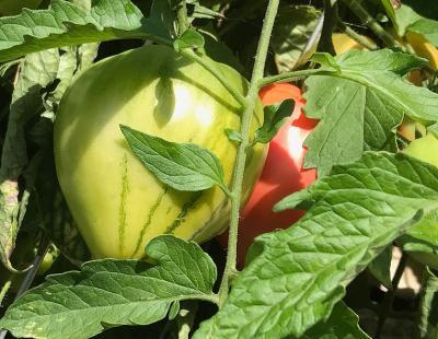 Bild garten.ch: Symbolbild Tomate