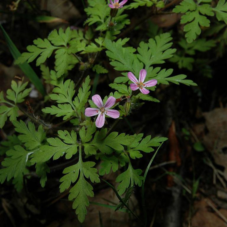 Geranium robertianum