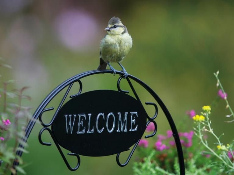 Blaumeise (c) Ray Kennedy