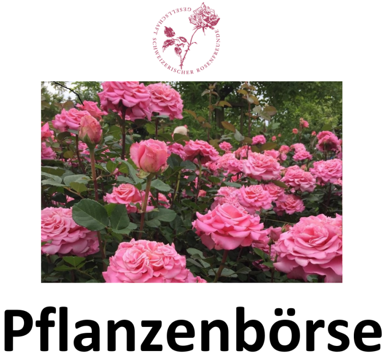 Pflanzenbörse - GSRF, Rosengruppe Thurgau