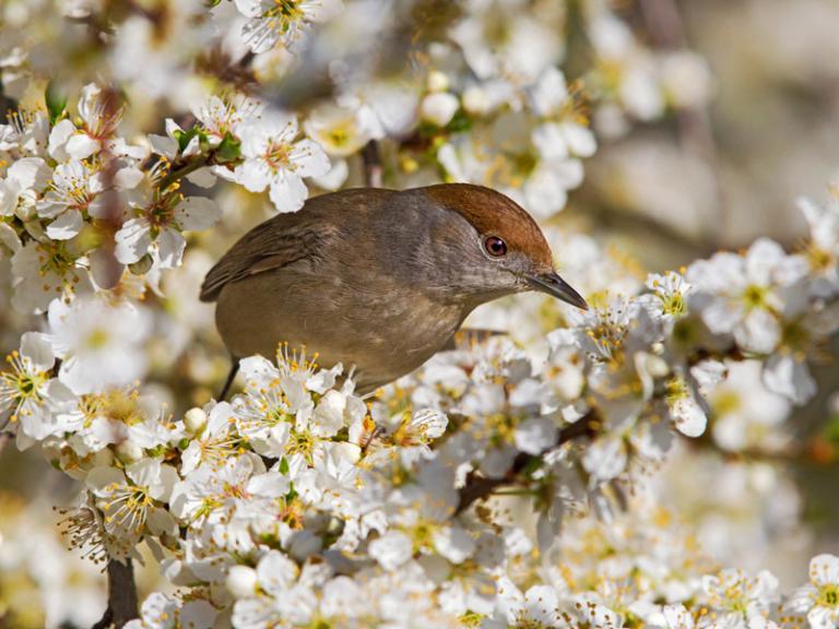 Mönchsgrasmücke (c) Mathias Schäf
