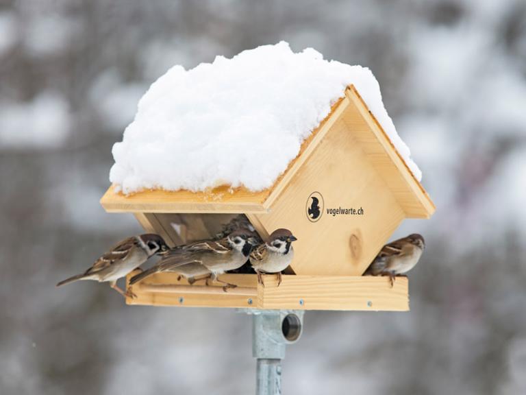 Futterhaus (c) Marcel Burkhardt